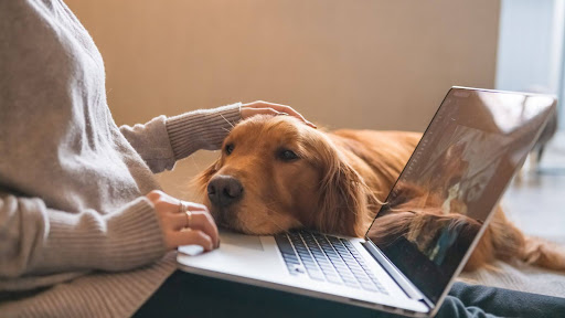 A Golden Retriever puts his head on his owner’s lap as she works on her laptop.